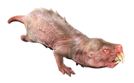 Mole rat fo4