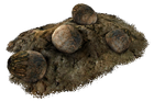 Deathclaw eggs