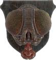 FO4-Mounted-Bloatfly-Head