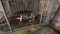 Park ranger corpse #1