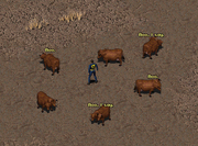 Fo1 Talking Cows