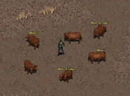 Encontro especial de Brahmin Herd em Fallout