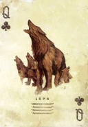 Collector's Edition playing card