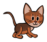 Abyssinian