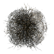 Ein "Steppenläufer".