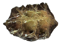 Fo4 radroach meat.png