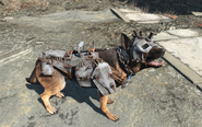 Dogmeat with all four equipment apparel slots in use: welding goggles, dog helmet, chain dog collar and heavy dog armor