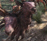 正常雄性辐射牡鹿的特写