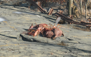 FO4 Bloodbug on Bramin