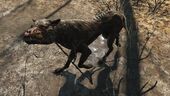 FO4 Feral mongrel