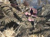 Растения Fallout 4