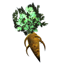 Fresh carrot.png