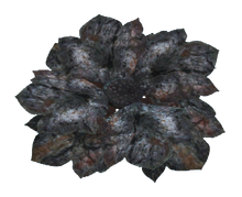 Black bloodleaf.png