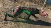 FO4 Glowing mongrel