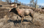 FO4FH Erratic radstag doe.jpg