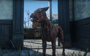 Fo4 RE wounded dog