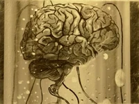 Barnaky or Warrior's Brain