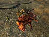 One of the dead brahmin