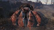 Albino hermit crab.jpg
