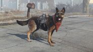 Dogmeat mit ausgerüsteten Gegenständen.