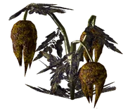 Wild Punga 2.png (668 KB) Eine weitere Variante der Pflanze