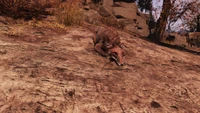 FO76 Sleepin boi.png (3.31 MB) Relaxing fox