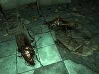 Radroaches em the Basincreek Building