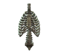 Rib cage and spine