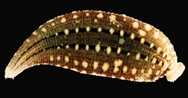 VB DD12 creat Giant Leech