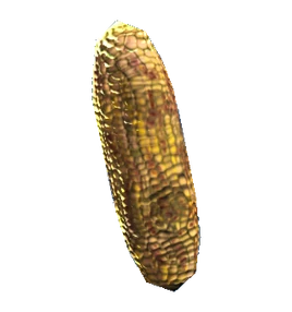 Fresh corn