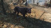 FO4 Wild mongrel