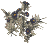 Aster render