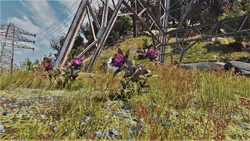 Rhododendron plant | Fallout Wiki | Fandom
