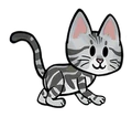 American Shorthair