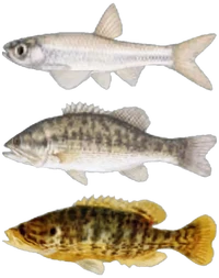 FNV Fishes