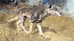 Fo4FH feral wolf