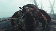 Savage hermit crab.jpg