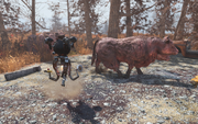 FO76 Brahmin wrangler.png