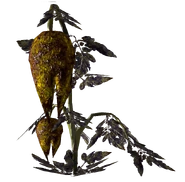 Wild Punga.png (453 KB) Wilde Punga-Pflanze