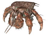 Hermit crab (Far Harbor)