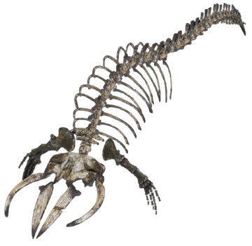 Whale bones, Fallout Wiki