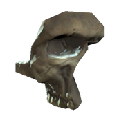 Skull faceplate.png (73 КБ) Лицевой щиток из черепа