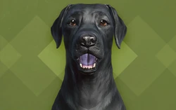 Creation Club Fallout Wiki Fandom