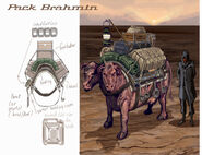 Pack brahmin concept art