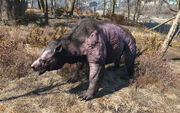 Fo4 stunted yao guai.jpg