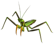 Giant mantis