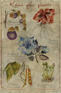 Botanical plants poster