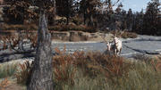 FO76 Observant radstag stump