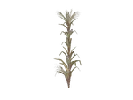 CornStalk2