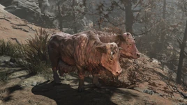 FO76WA Brahmin Matilda